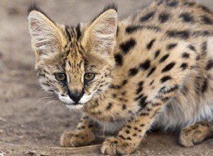 Serval Cat:kattenrasprofiel
