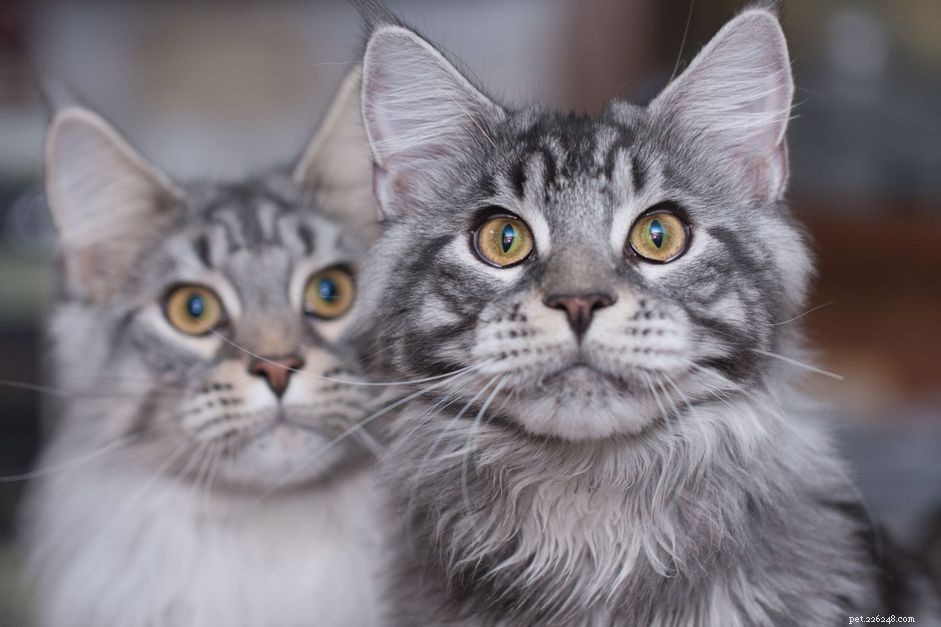 Vše o roztomilých mainských mývalích kočkách a koťatech