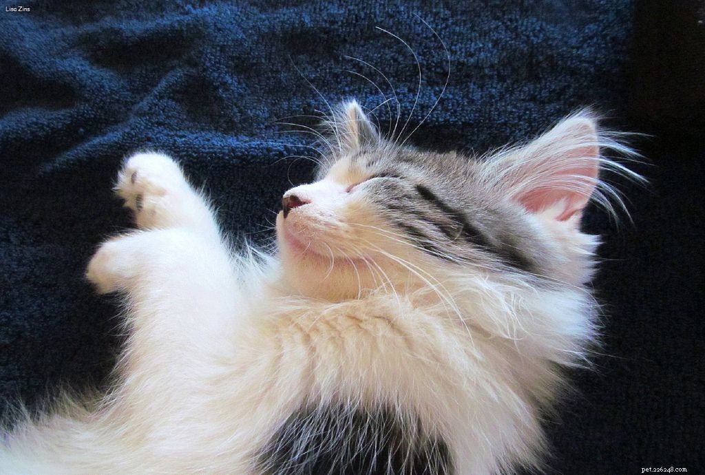 Vše o roztomilých mainských mývalích kočkách a koťatech