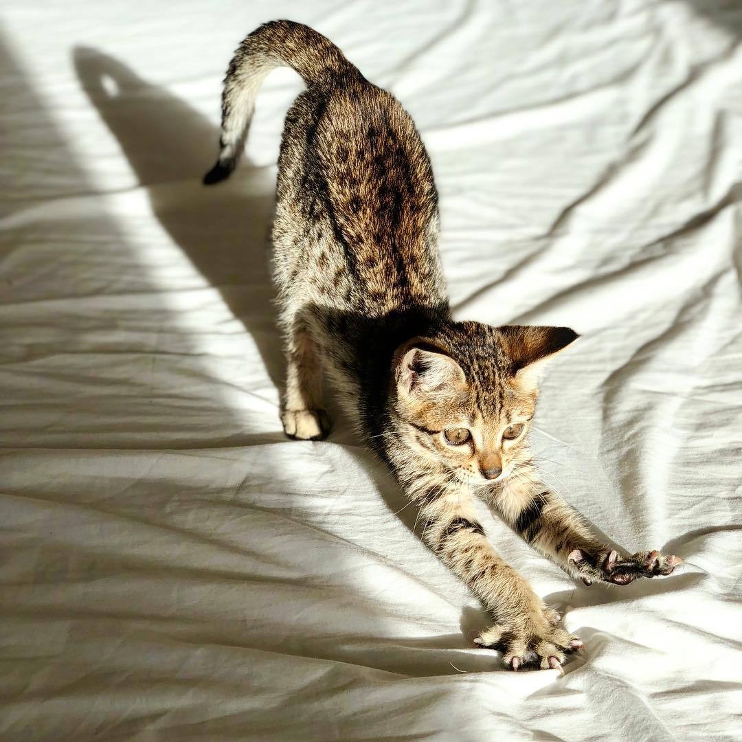 ベンガル猫と子猫についての写真と事実 