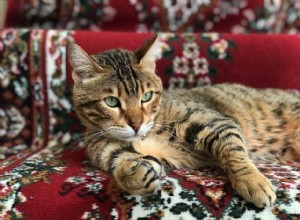 Fotos e fatos sobre gatos e gatinhos de Bengala