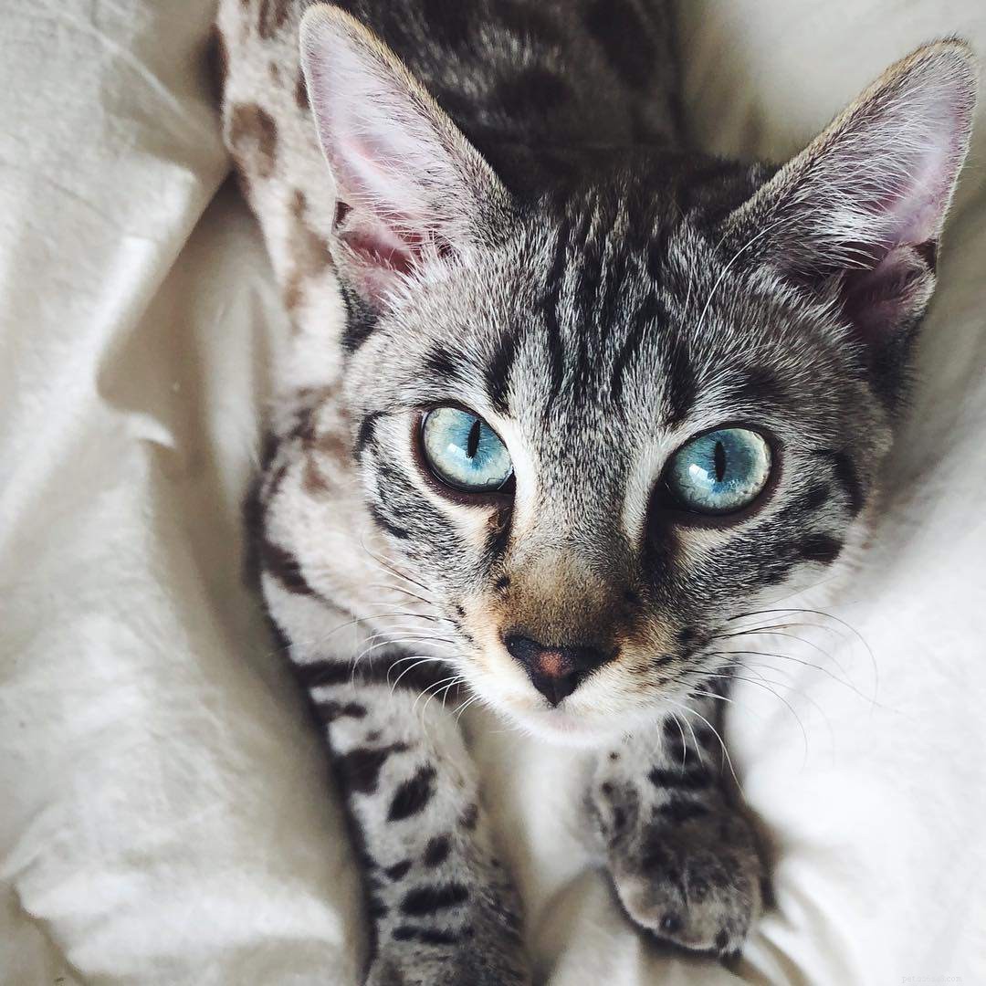 ベンガル猫と子猫についての写真と事実 