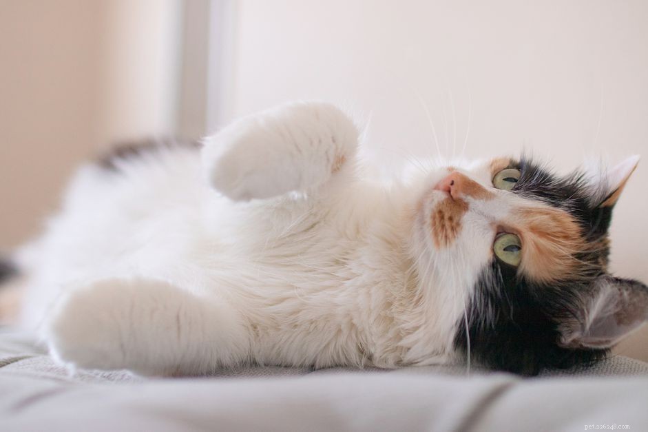 Roztomilé obrázky a fakta o kočkách a koťátkách Calico