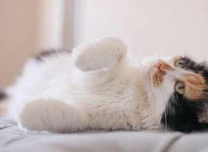 Fotos e fatos fofos sobre gatos e gatinhos de chita