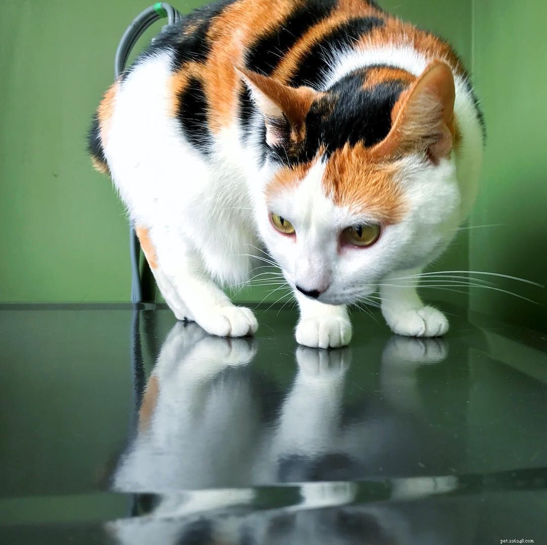 Забавные фотографии и факты о трехцветных кошках и котятах