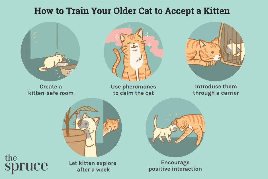 年上の猫に子猫を紹介する方法 