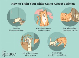 Jak představit kotě starší kočce