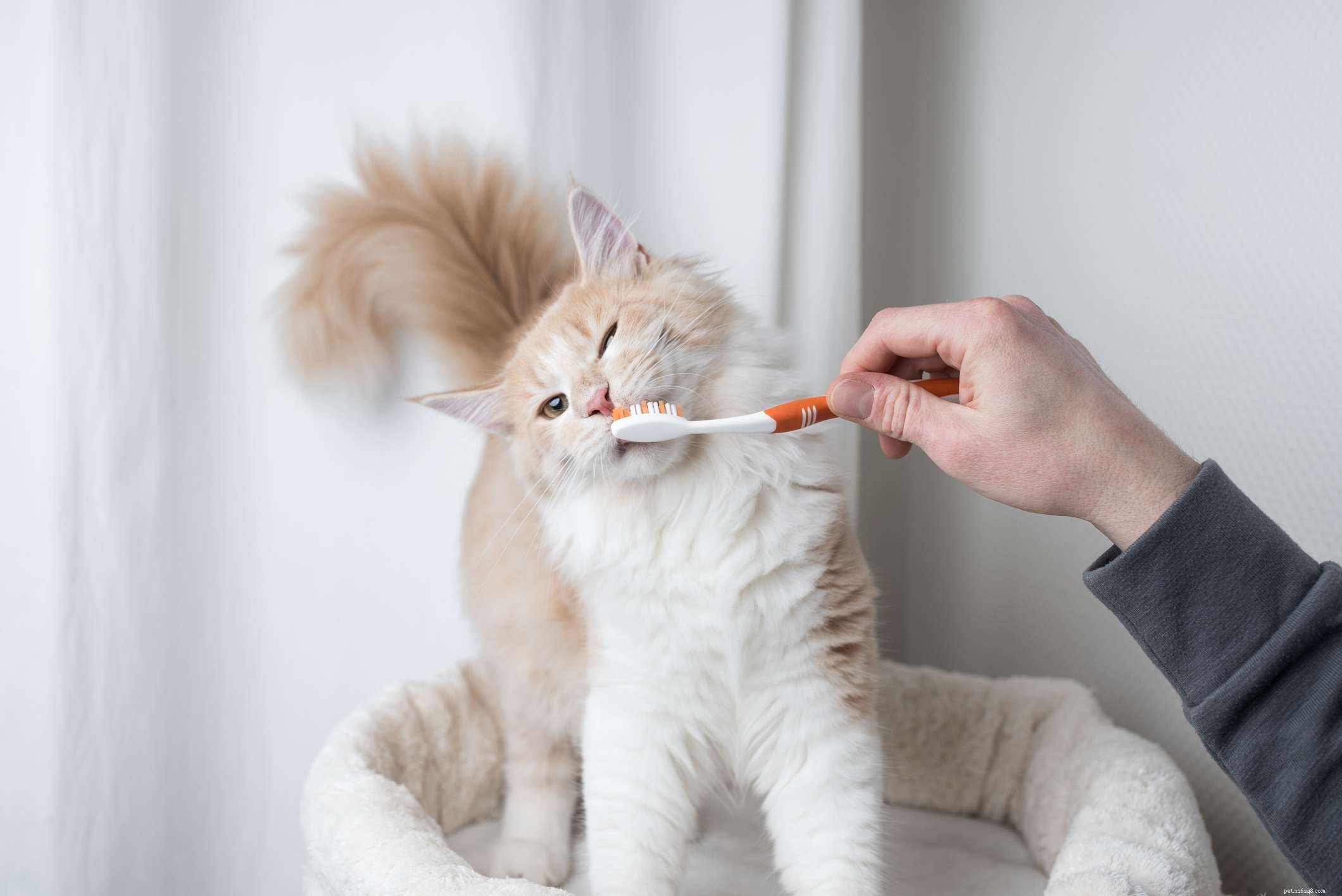 Noções básicas de cuidados dentários para gatinhos