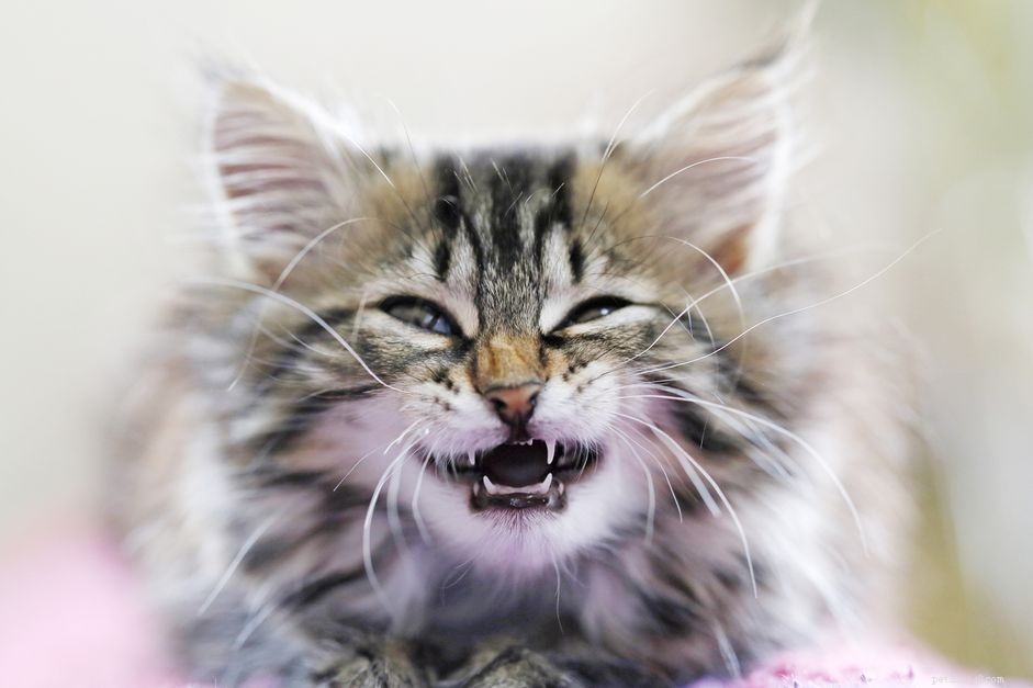 Основы ухода за зубами котят