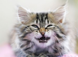 Basisbeginselen van tandheelkundige zorg voor kittens