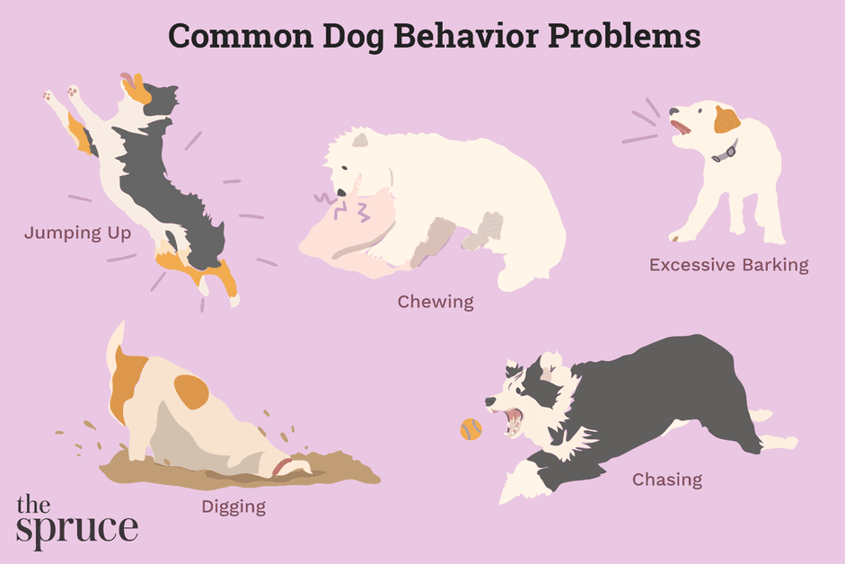 10 problèmes de comportement courants chez les chiens et solutions