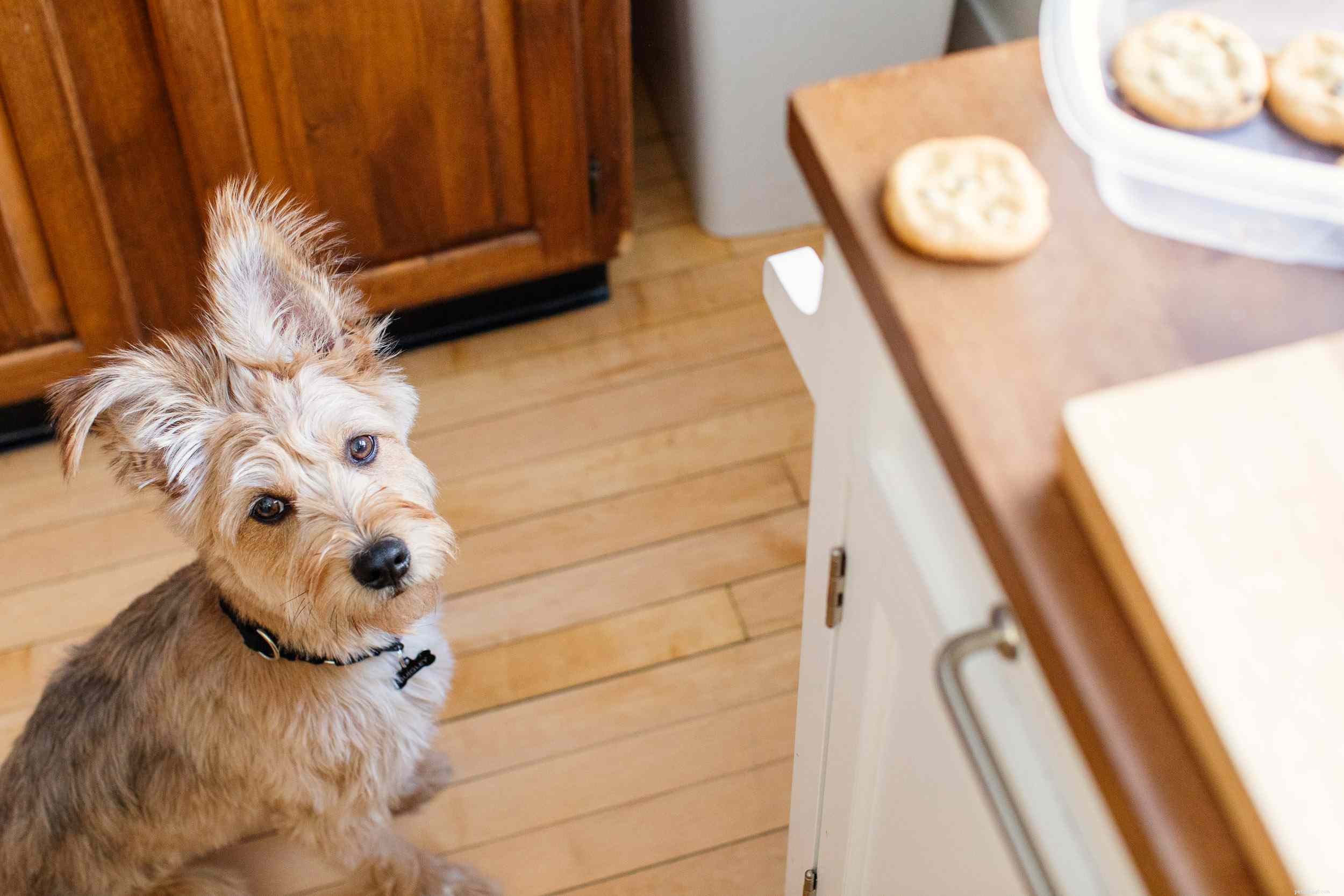 10 vanliga problem med hundbeteende och lösningar