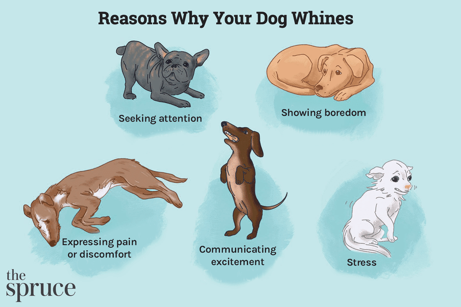 Motivi per cui il tuo cane piagnucola e come fermarlo