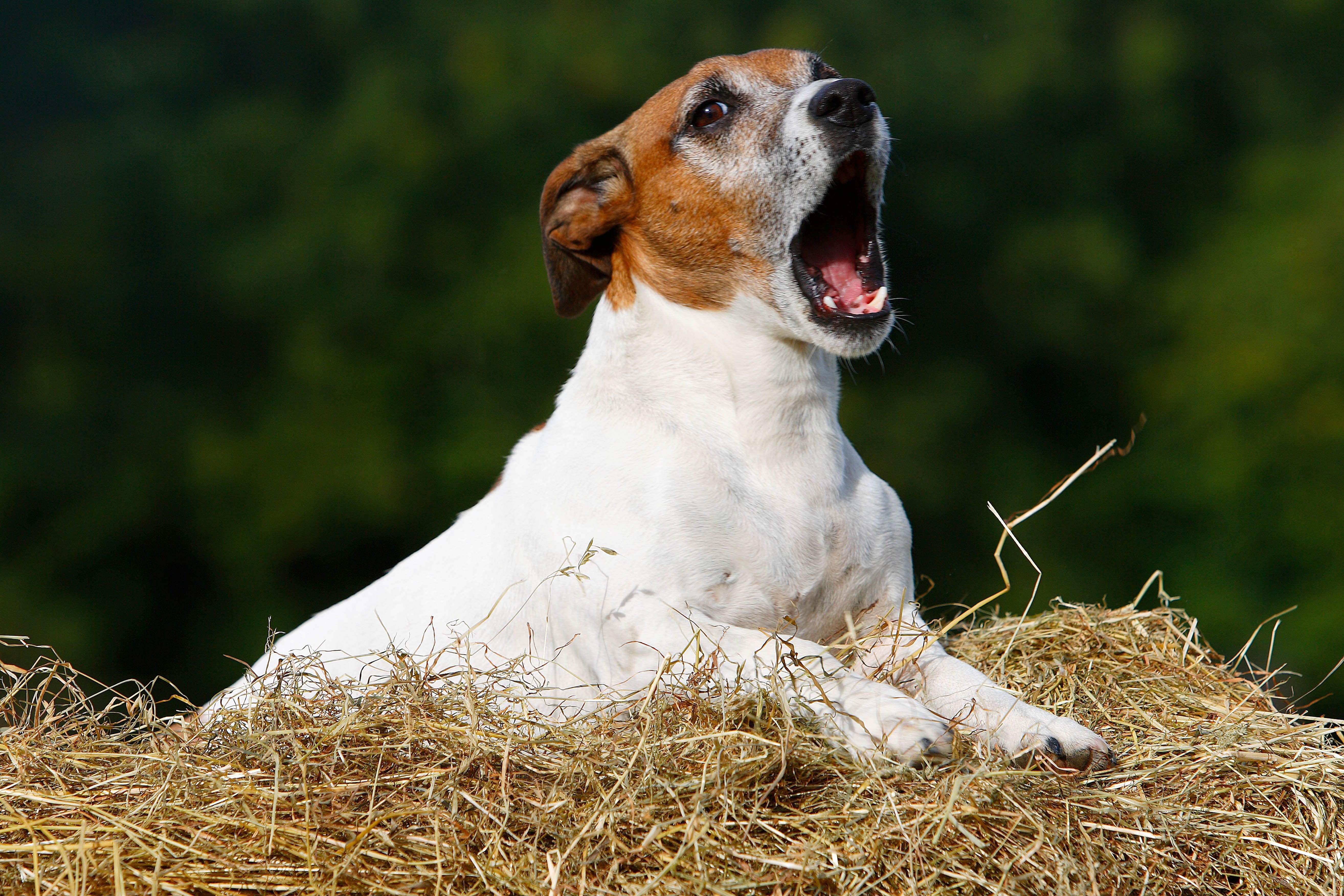 Redenen waarom uw hond zeurt en hoe u ermee kunt stoppen