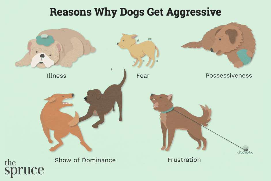 개가 공격적인 행동을 하는 이유와 막는 방법