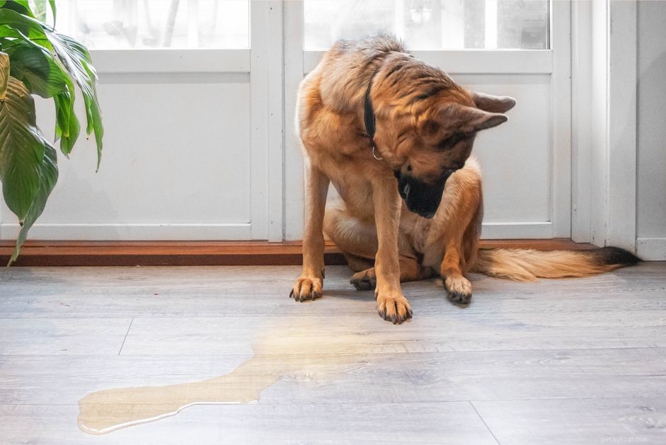 Hoe u onderdanig of opgewonden plassen bij honden kunt stoppen