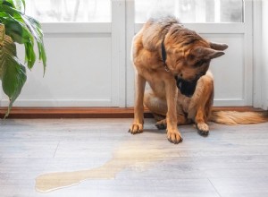 Comment arrêter l urine de soumission ou d excitation chez les chiens