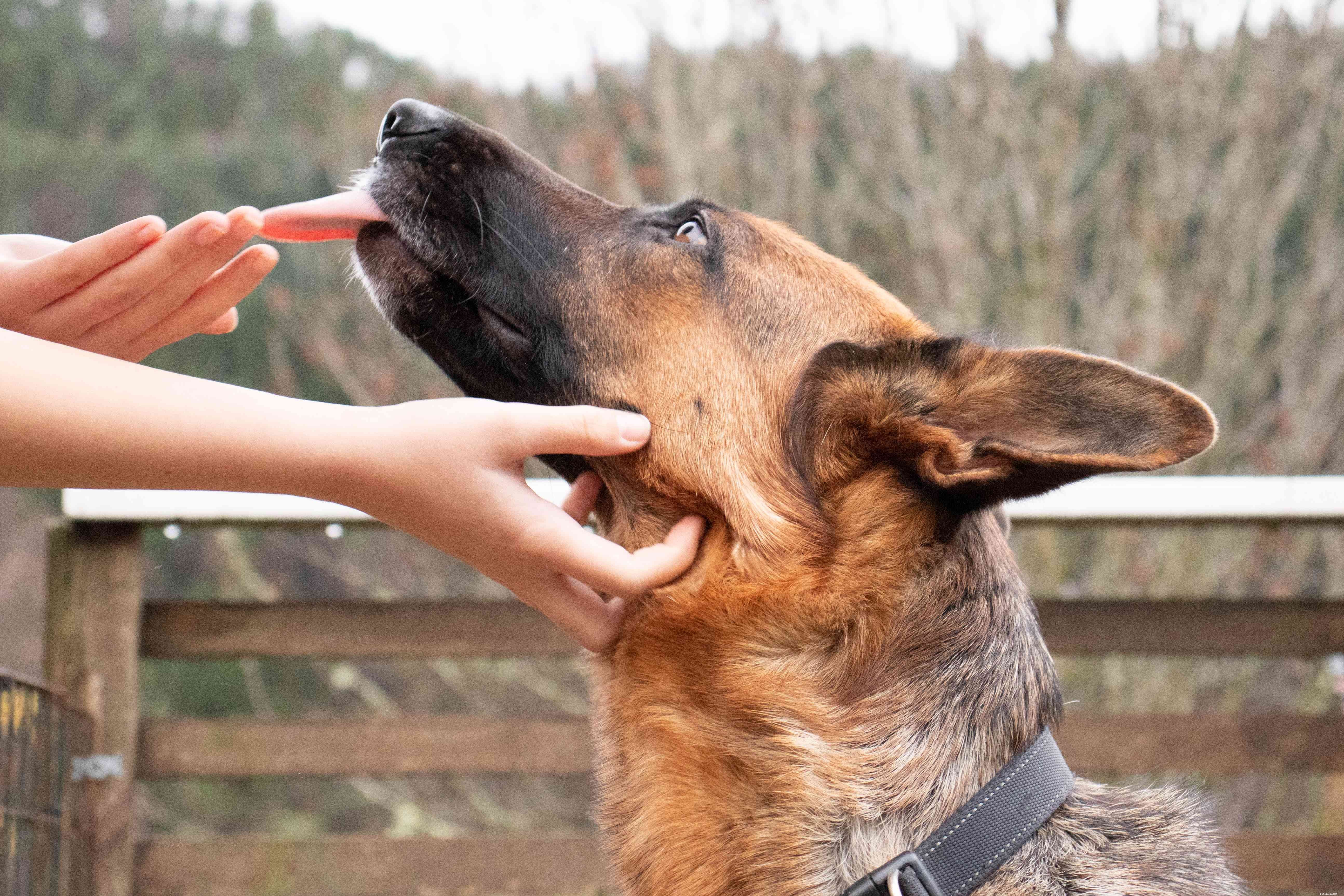 Comment arrêter l urine de soumission ou d excitation chez les chiens