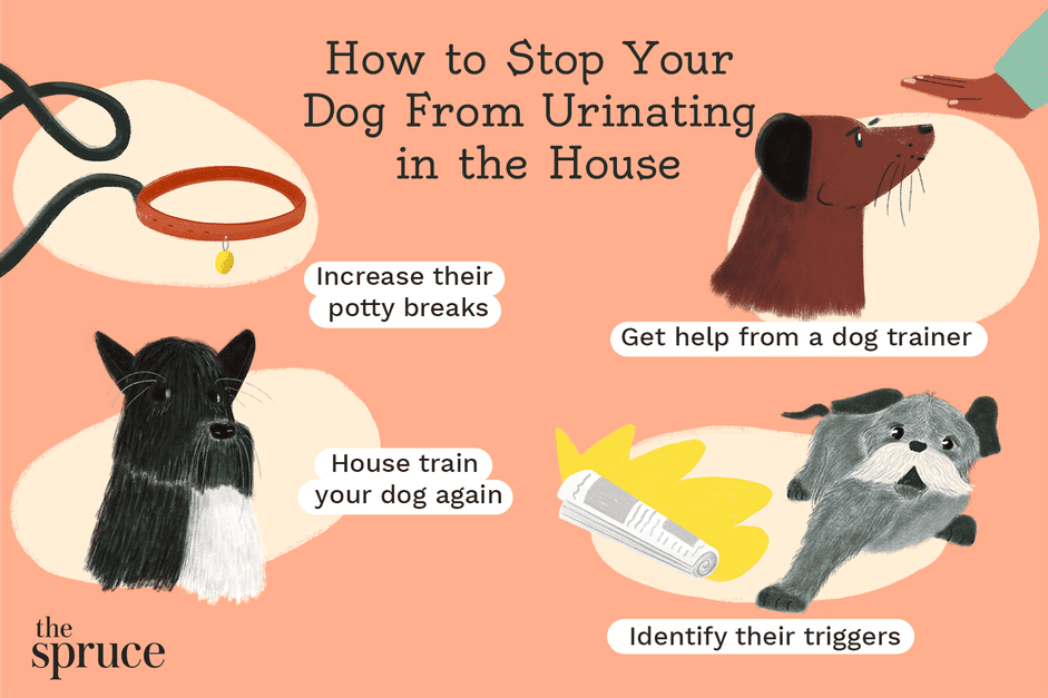 Hur du hindrar din hund från att kissa i huset