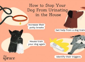 あなたの犬が家でおしっこをするのを止める方法 