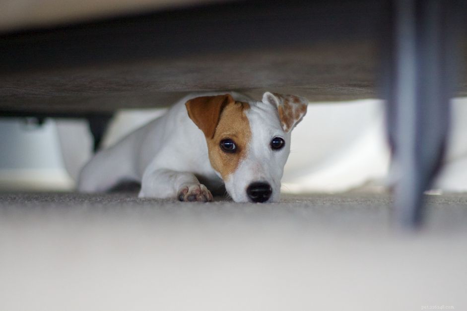 Tien veelvoorkomende hondenangsten en fobieën