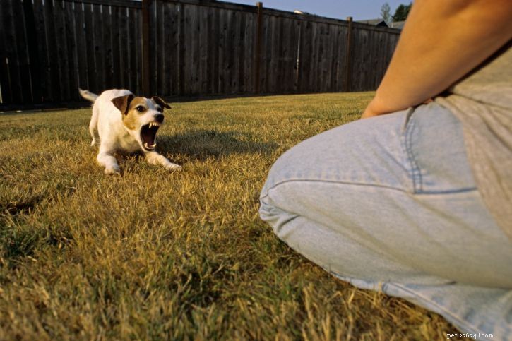 Dieci paure e fobie comuni dei cani