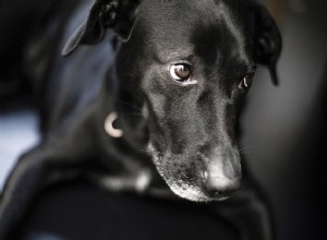 恐ろしい、恥ずかしがり屋、または攻撃的な犬にアプローチする方法 