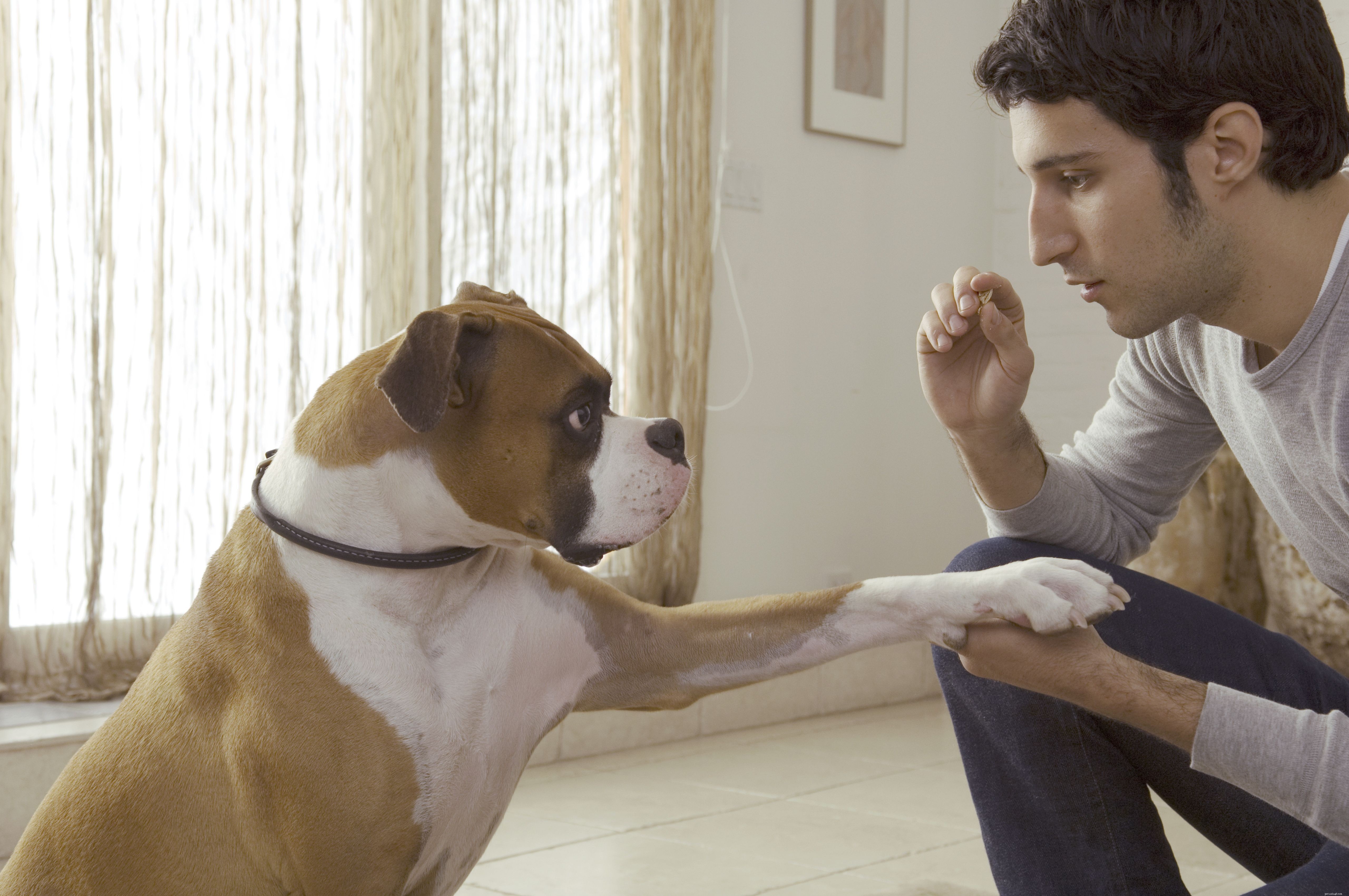 Hoe u kunt voorkomen dat uw hond bang wordt voor mannen