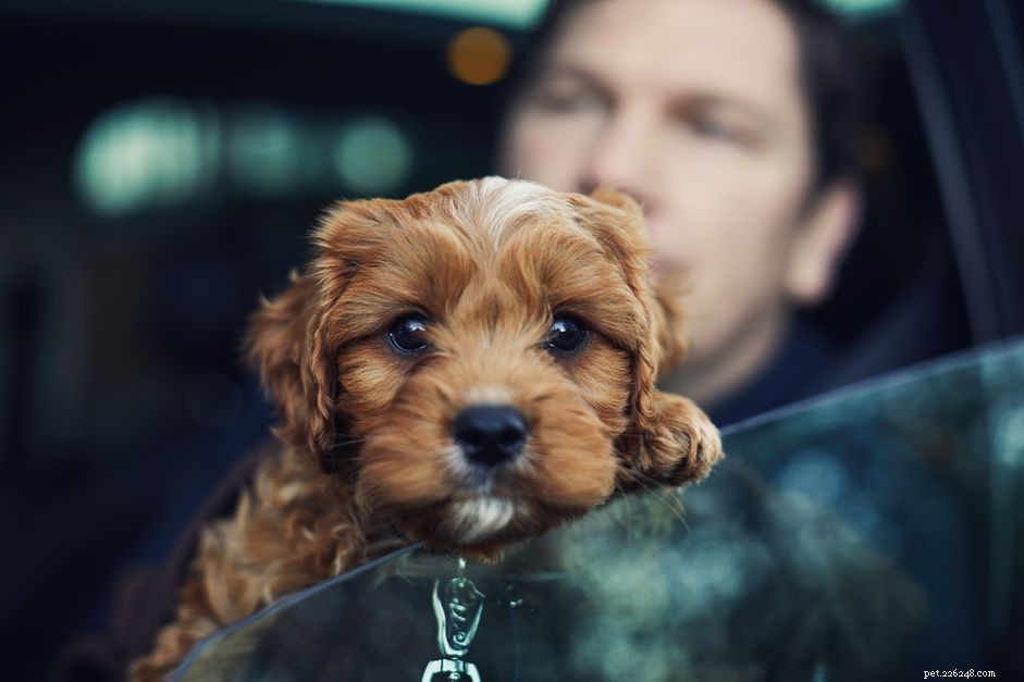 Come risolvere la paura dei cani per i viaggi in macchina