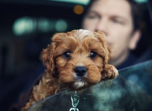 Как избавиться от страха собак перед поездками на автомобиле