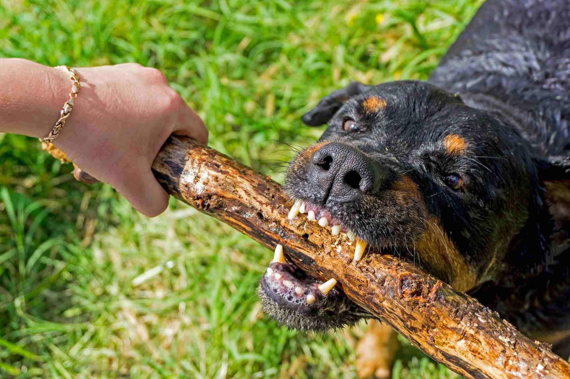 Hur man stoppar aggressivt beteende hos hundar
