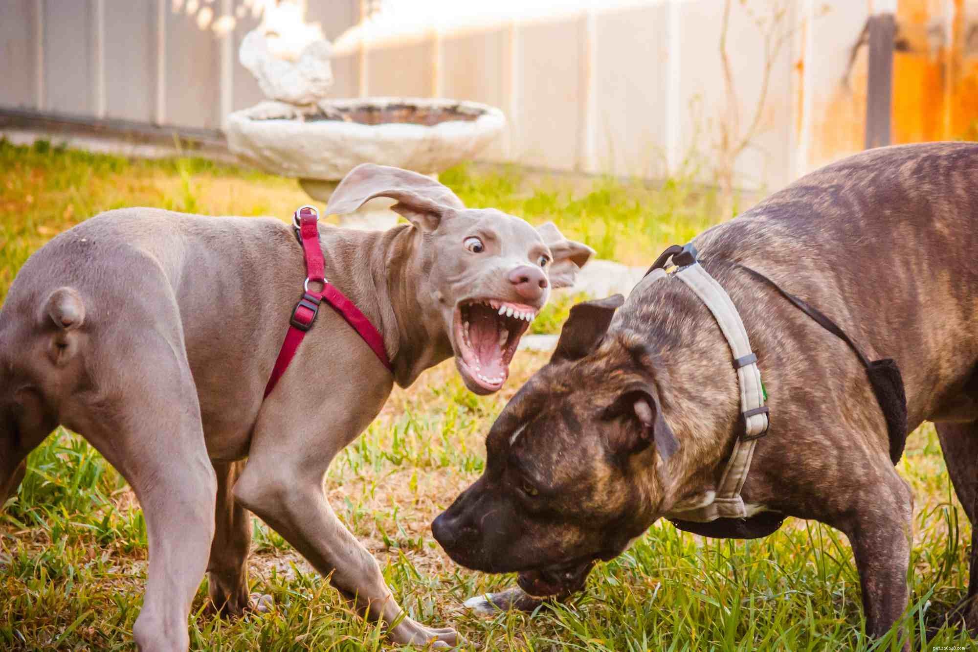 Как остановить агрессивное поведение собак