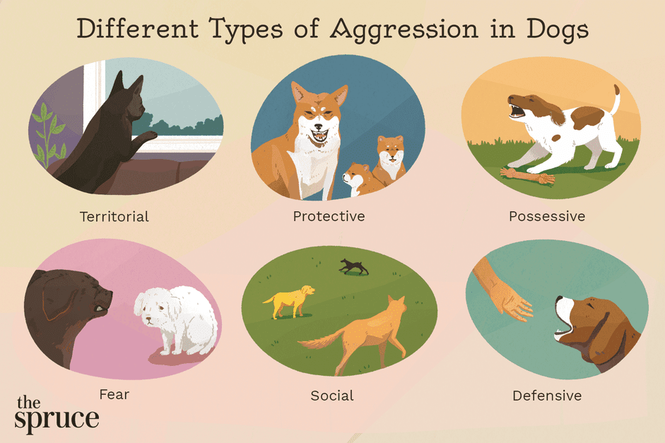 Как остановить агрессивное поведение собак