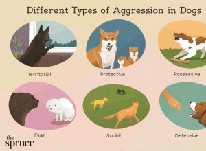 Jak zastavit agresivní chování psů