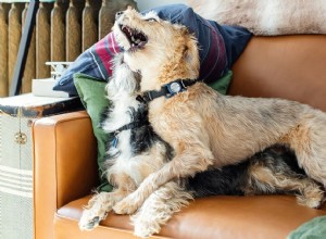 Как остановить собственническую агрессию у собак