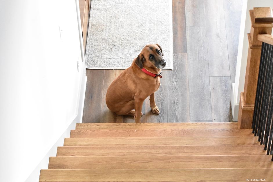 Cães e medo de escadas
