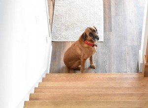 犬と階段への恐怖 