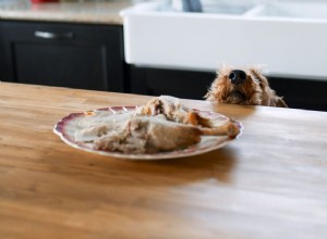 カウンターでジャンプするのをやめるようにあなたの犬を訓練する方法 