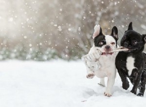 Comment entraîner votre chien à être social