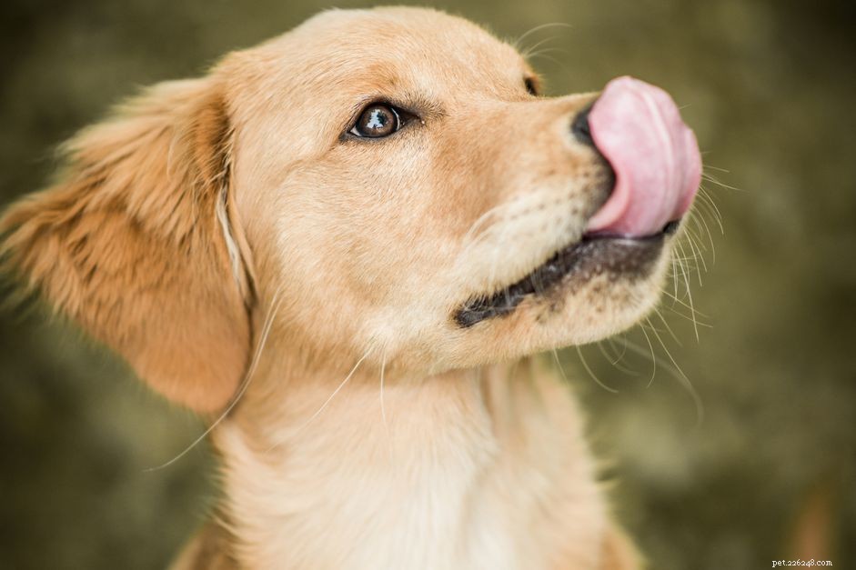 Langage corporel du chien :léchage des lèvres