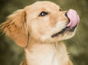 Langage corporel du chien :léchage des lèvres