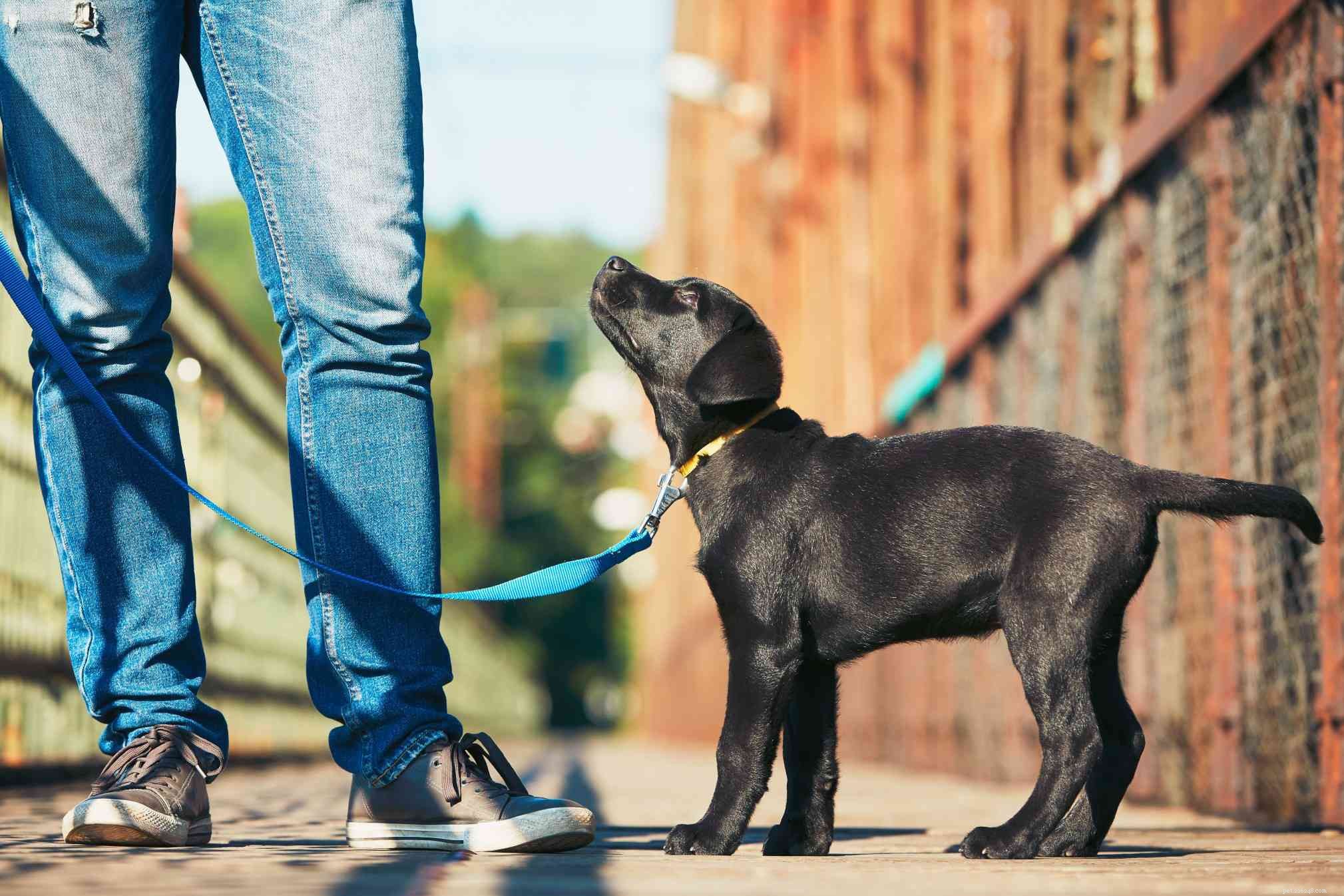 Hondentraining 101:hoe u uw hond volledig kunt trainen