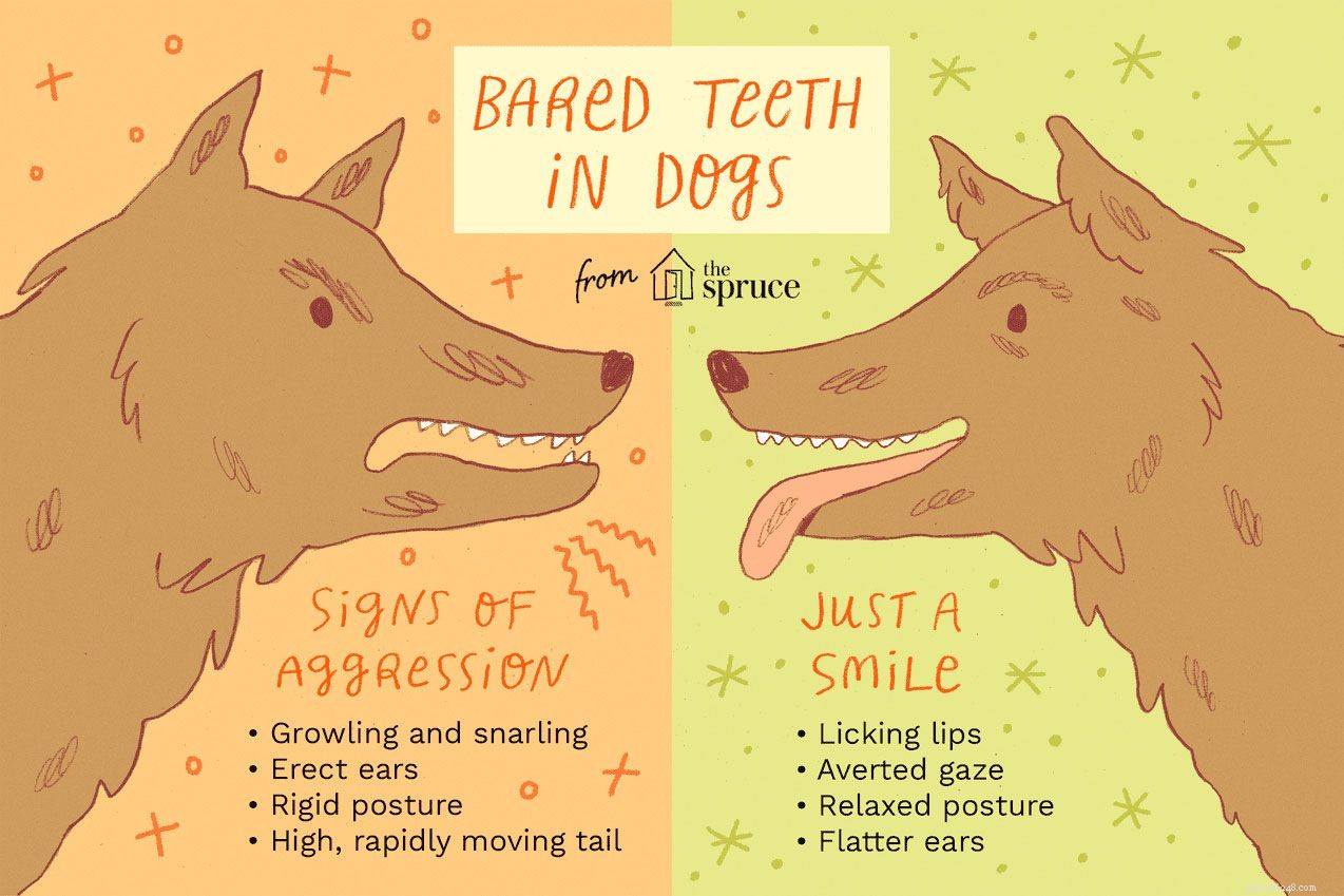 Язык тела собаки:оскаленные зубы
