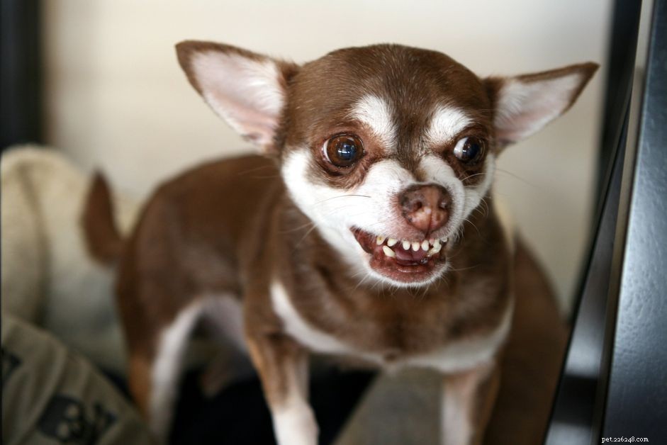 Langage corporel du chien :dents dénudées