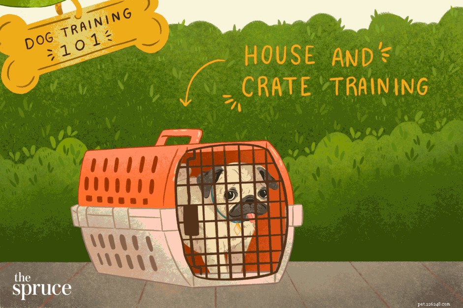 犬の訓練101：あなたの犬を完全に訓練する方法 