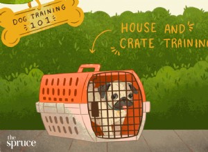 Hondentraining 101:hoe u uw hond volledig kunt trainen