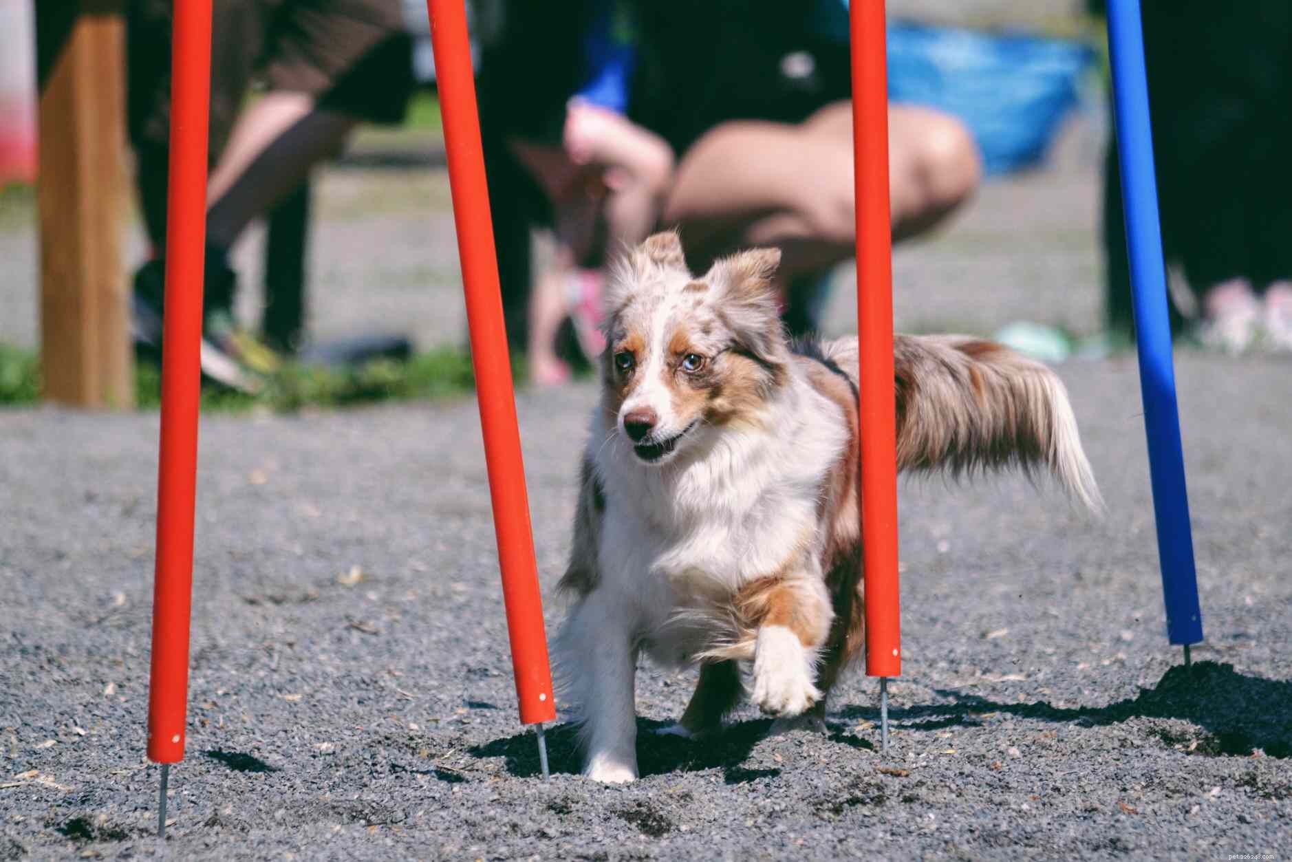 Treinamento de cães 101:como treinar completamente seu cão