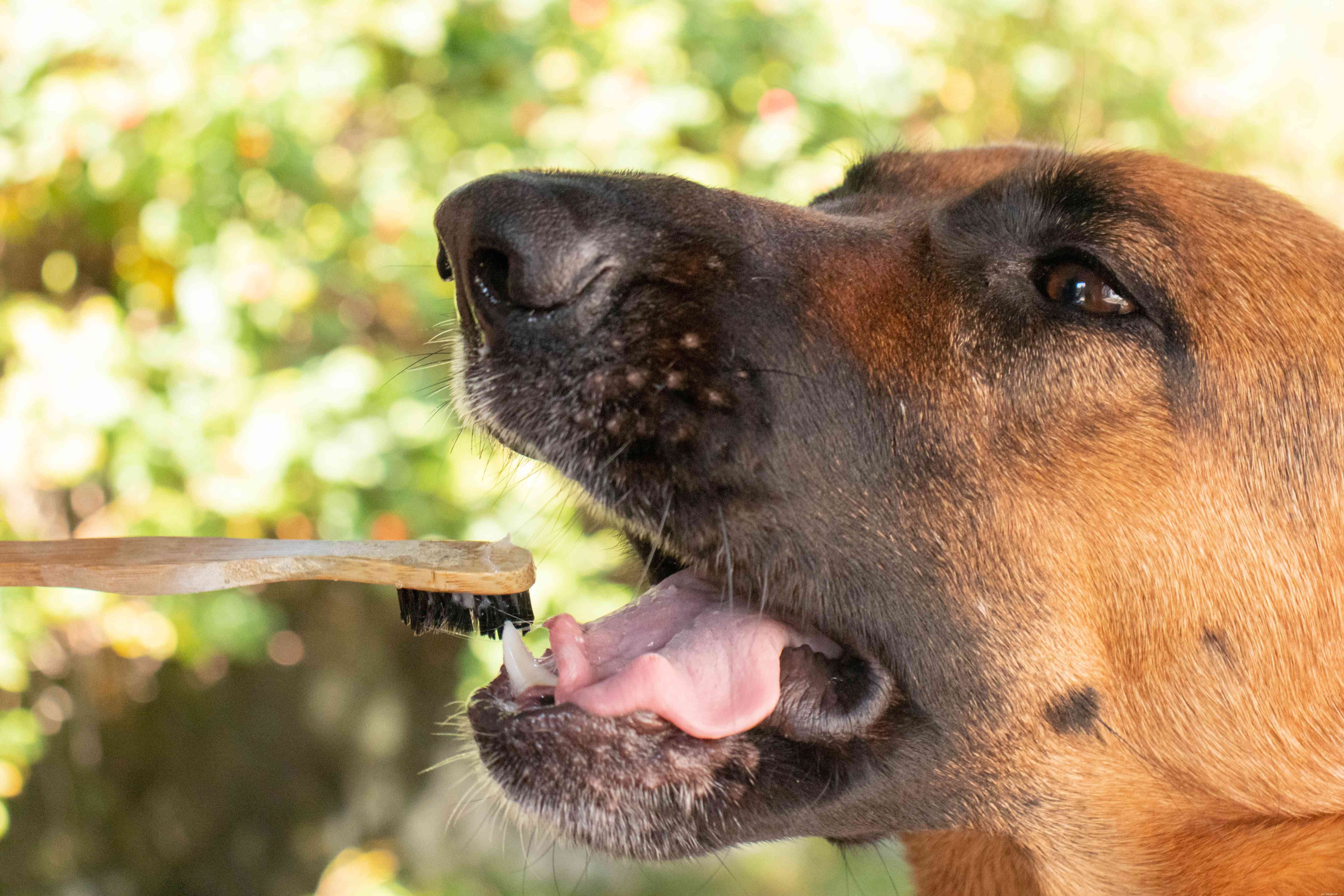 5 användningsområden för kokosnötsolja för hundar