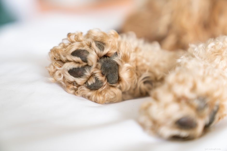 8 problemas comuns nas patas dos cães