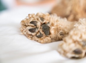 8 распространенных проблем с лапами собак
